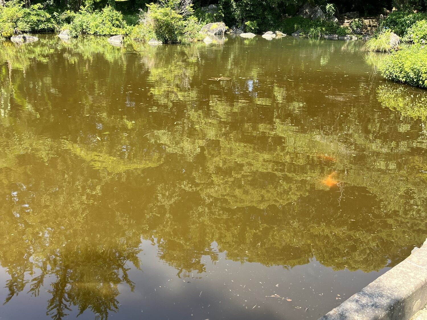 小野泉水公園　池