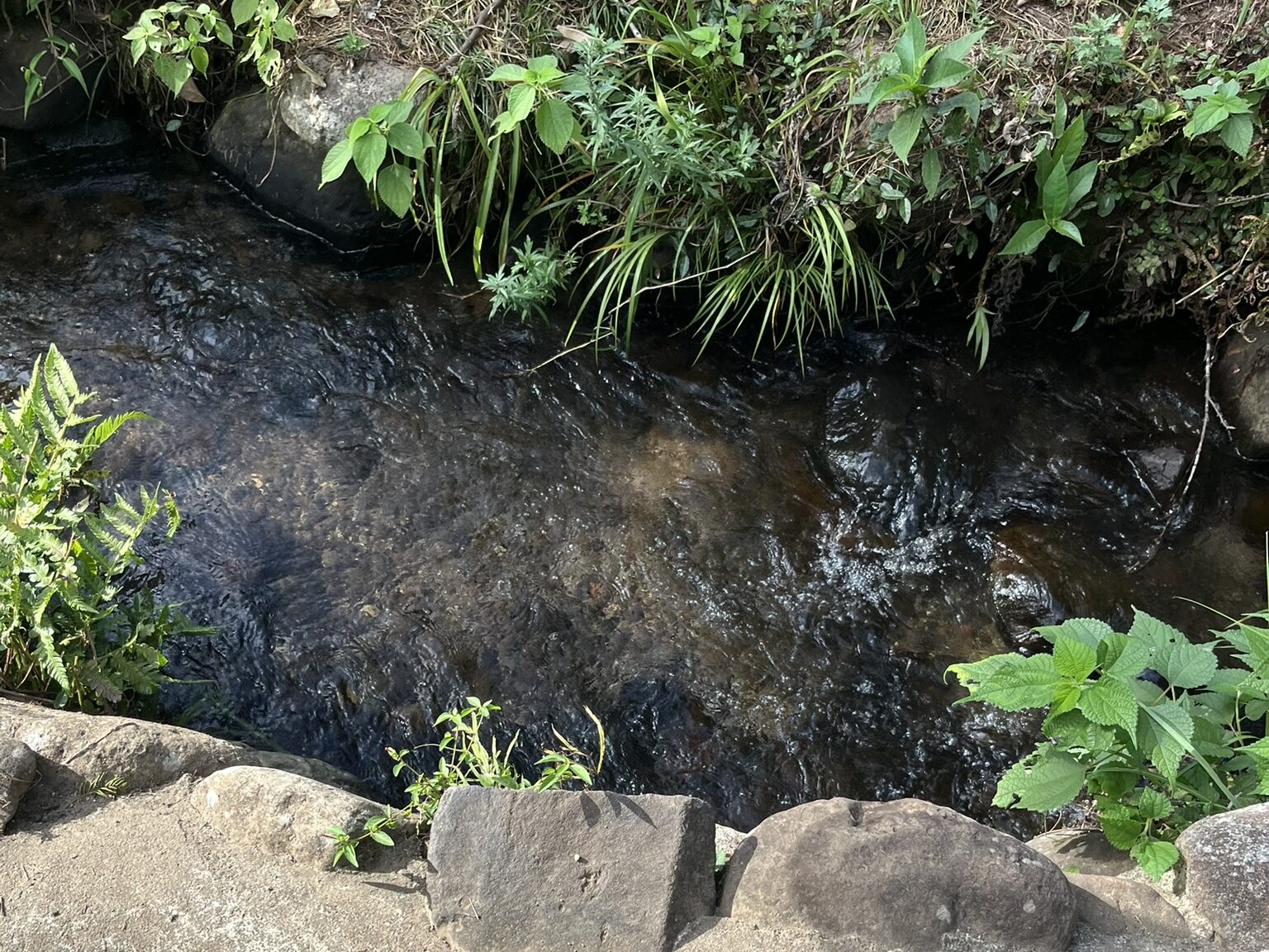 矢護川公園　水が綺麗