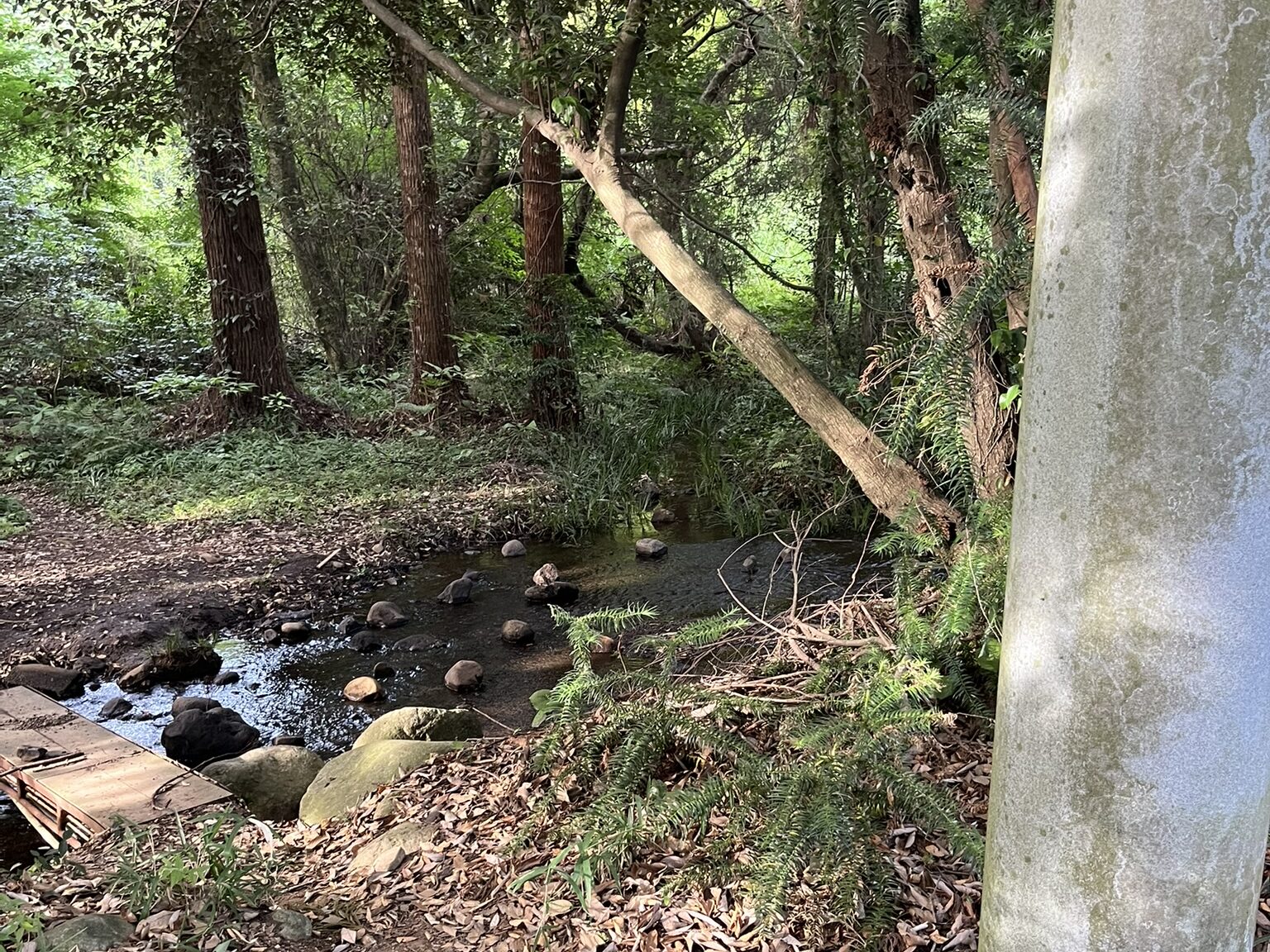 矢護川公園　神社参道横の小川